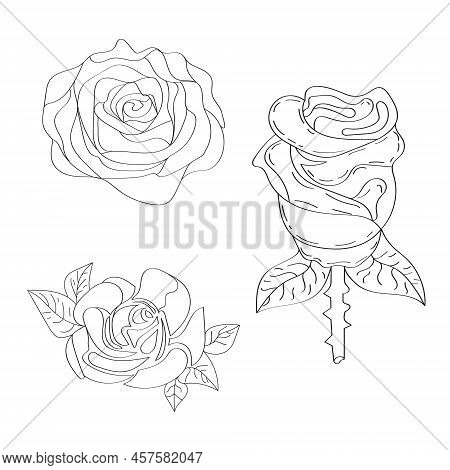 Rose Flower On White Background. One Line Drawing Style. Rose Flower Line Art.