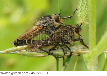 Detailed Closeup On The Copulation Of A Couple Golden-tabbed Robberfly, Eutolmus Rufibarbis Against 