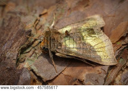 Closeup On A Colorful Green Metallic Burnished Brass Moth, Diachrysia Chrysitis Sitting On Wood In T