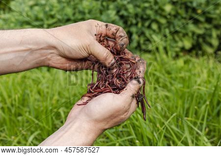 Breeding Red Worms Dendrobena. Fertile Soil. Natural Soil Improvement. Fishing Worms. Worms In The H
