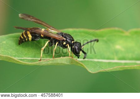 Closeup On An Early Mason Wasp, Ancistrocerus Nigricornis Sitting On A Grass Straw In The Garden Aga