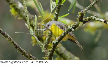 Eastern Yellow Robin In A Rainforest Tree