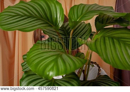 Woman Looks Through The Leaves Of The Calathea Orbifolia Tropical Plant.