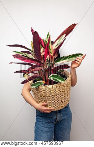 Girl Holding Stromanthe Tricolor Pot Plant Against White Wall Background.