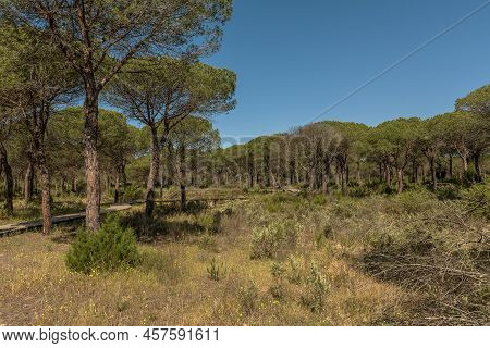Landscape Of Donana National Park In Andalusia, Spain