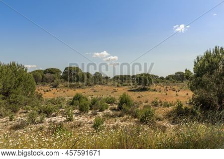 Landscape Of Donana National Park In Andalusia, Spain
