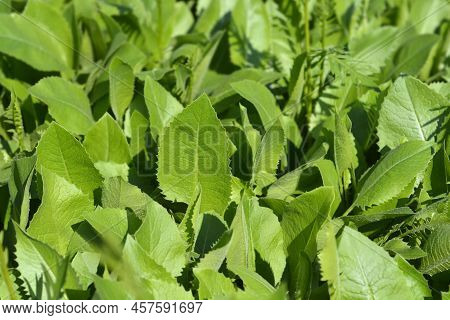 Single-flowered Sawwort Green Leaves In The Spring
