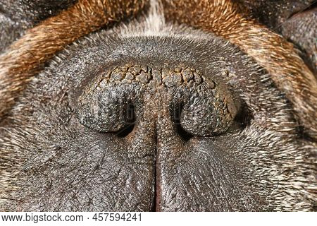 Dry Brachycephalic Dog Nose With Narrow Nostrils Of A French Bulldog