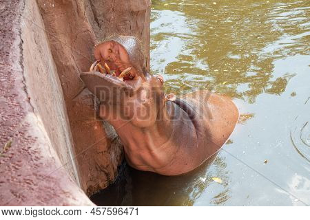 Common Hippopotamus (hippopotamus Amphibius) Close Up Nature Background