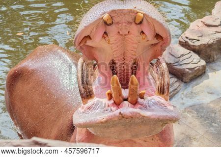 Common Hippopotamus (hippopotamus Amphibius) In The Water