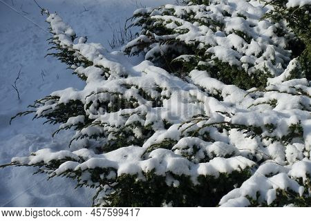 Shrub Of Juniper Covered With Snow In Mid February