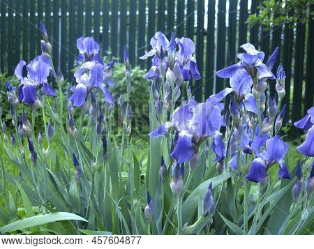 Blue Irises (iridaceae) Bloom In July In The Garden