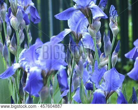 Blue Irises (iridaceae) Bloom In July In The Garden