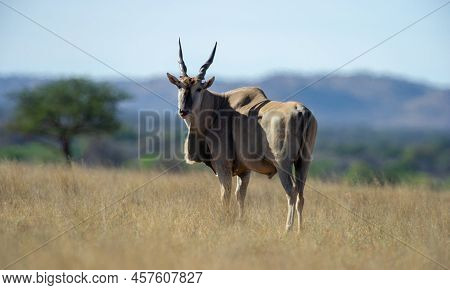 - Eland ( Tragelaphus Oryx) Mokala National Park, South Africa