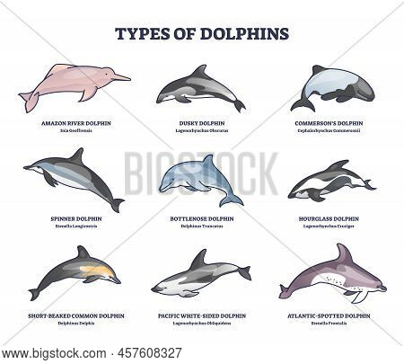 Types Of Dolphins And Swimming Mammals Species Outline Collection Diagram. Labeled Educational Set W