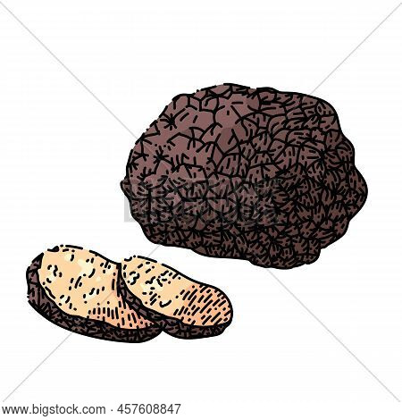 Truffle Mushroom Hand Drawn Vector. Cut Slice, Food Ingridient, Organic Gourmet Truffle Mushroom Ske