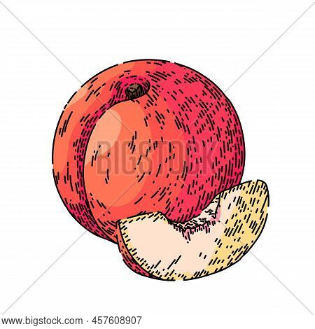 Fruit Peach Hand Drawn Vector. Juicy Nectarine, Fresh Slice, Yellow Orange Food, Red Laf, Cut Organi