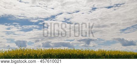 Blooming Yellow Rapseed Canola Field And Blu Sky With White Clouds