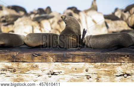Seals Enjoying The Bright Sunshine Of Geyser Island Just A Few Meters Off The Coastline Of The Fynbo