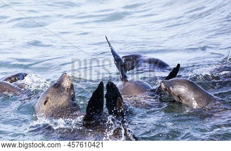 Seals Enjoying The Waters Of Shark Alley Located Between Dyer Island And Geyser Island In South Afri