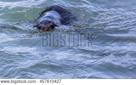 Seal Enjoying And Swimming Through The Dangerous Shark Alley, Located Between Geyser And Dyer Island