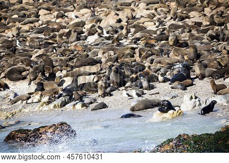 Large Colony Of Seals On South Africa's Geyser Island Just A Few Meters Off The Fynbos Coastline.