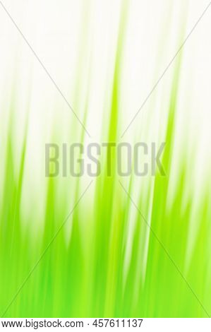 Field Of Grass At Sunset Bokeh Background And Sunlight
