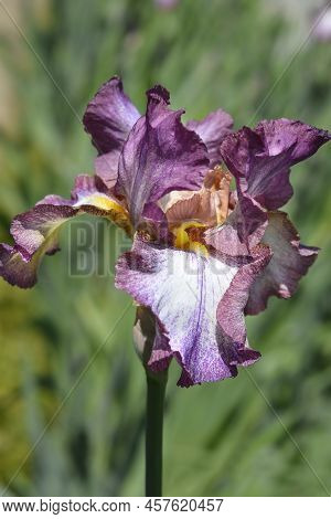Tall Bearded Iris Decolletage Flower In The Garden