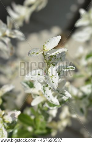 Wintercreeper Harlequin White And Green Leaves In The Garden
