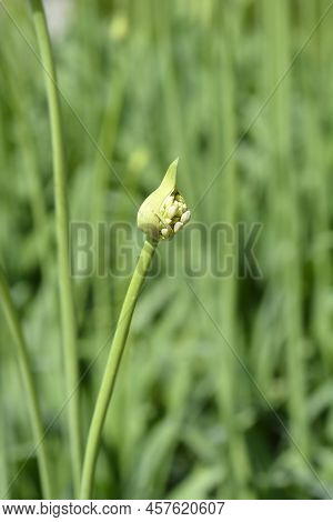 African Lily Flower Bud In The Garden