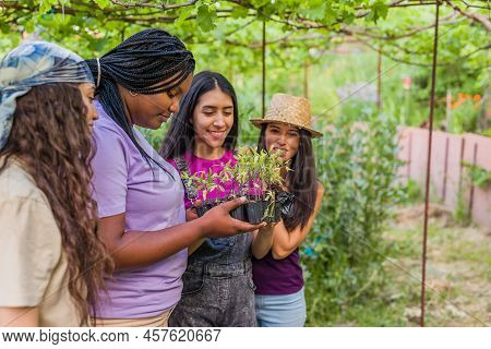 Gardening In Organic Urban Garden. Multiethnic Latin Cuban Venezuelan Hispanic And Moroccan Woman