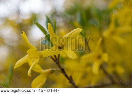 Werdenberg, Switzerland, March 29, 2022 Yellow Blossoms Of A Forsithia Plant In Spring Time