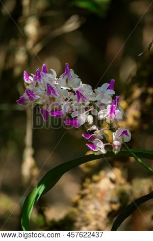 Aerides Maculosa Also Known As Fox Brush Orchid Found In Western Ghats Maharashtra. Used Selective F