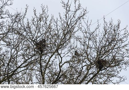 Rooks Nesting In The Top Of A Tree With Sprouting Leaves In Spingtime