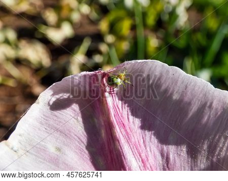 Close-up Of The Cucumber Green Spider (araniella Cucurbitina) On A Pink Flower Petal Of A Tulip In A