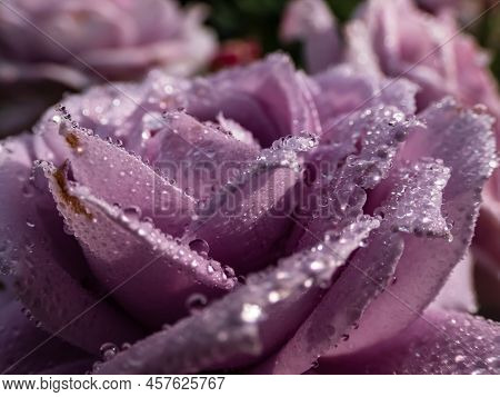 Close-up Of Outstanding, Old Fashioned Lavender Rose 'novalis' With Multi Layered Mauve Flowers. Det