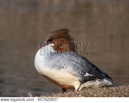Close-up Shot Of The Female Of Goosander (common Merganser) (mergus Merganser) Standing On The Bank 