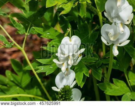 White Bleeding Heart (dicentra Spectabilis) 'alba' With Divided, Light Green Foliage And Arching Spr