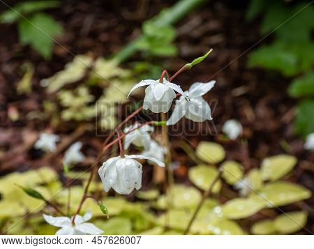 Snowy Barrenwort (epimedium X Youngianum) 'niveum' With Heart-shaped, Mid-green Leaves Flowering Wit