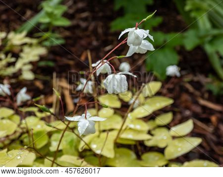 Snowy Barrenwort (epimedium X Youngianum) 'niveum' With Heart-shaped, Mid-green Leaves Flowering Wit