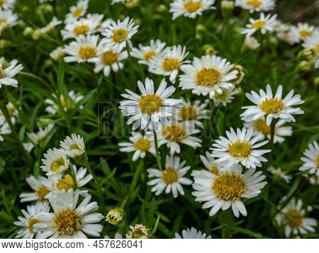 The Hyssop-leaf Fleabane (erigeron Hyssopifolius) Flowering With A Single Head With Numerous White R