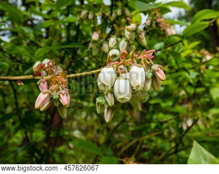 Macro Shot Of White Flowers Of Cultivated Blueberries Or Highbush Blueberries Growing On Branches Of