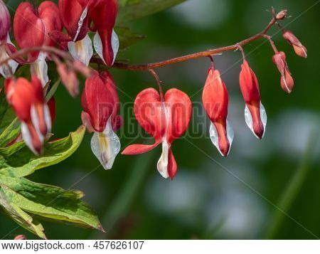 Bleeding Heart (dicentra Spectabilis) 'valentine' Flowering With Puffy, Dangling, Bright Red Heart-s