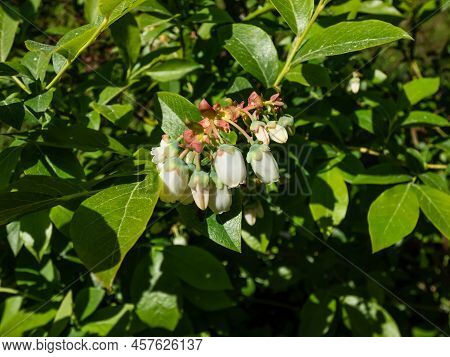 Macro Shot Of White Flowers Of Cultivated Blueberries Or Highbush Blueberries Growing On Branches Of