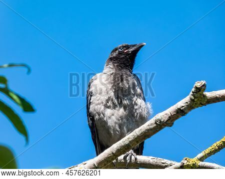 Close-up Shot Of The Juvenile Hooded Crow (corvus Cornix) With Dark Plumage And With Blue And Grey E