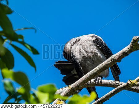 Close-up Shot Of The Juvenile Hooded Crow (corvus Cornix) With Dark Plumage And With Blue And Grey E