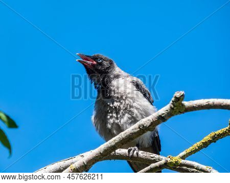 Close-up Shot Of The Juvenile Hooded Crow (corvus Cornix) With Dark Plumage And With Blue And Grey E