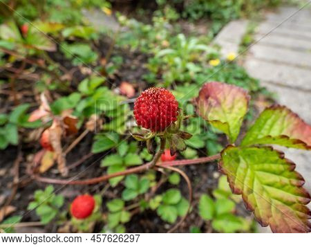 Mock, Indian Or False Strawberry (potentilla Indica) Or Backyard Strawberry With Red Fruit In The Ga