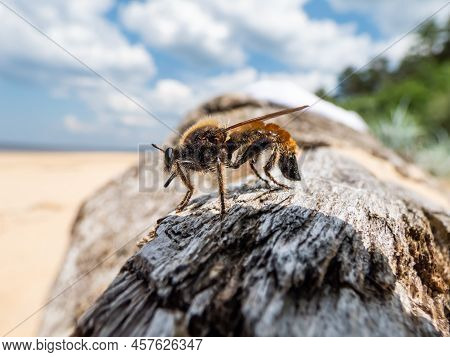 The Bumblebee Robberfly, Yellow Robberfly Or Yellow Assassin Fly (laphria Flava) On A Dry Tree Trunk