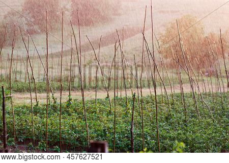 Country Garden With Potato Plants And Climbing Bean On The Long Poles Under The Rain